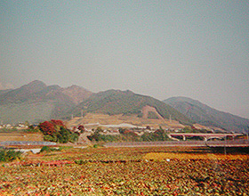 秋の勝沼町・一面のぶどう畑