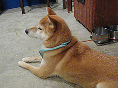 �Ȃ񂾂��������ȓX�債�΂���