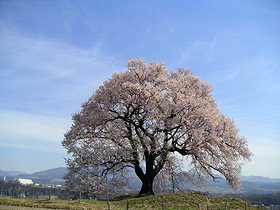 �����̂�ɒ˂̍�