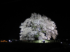 わに塚の桜ライトアップ