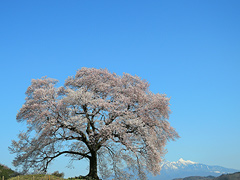 今朝のわに塚の桜