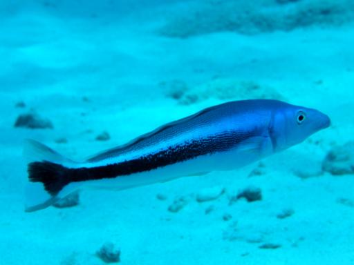 海洋生物図鑑:キツネアマダイ