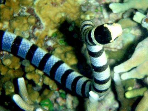 海洋生物図鑑 アオマダラウミヘビ
