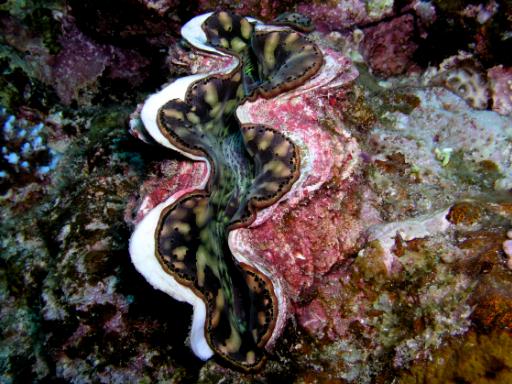 海洋生物図鑑 ヒレナシシャコガイ