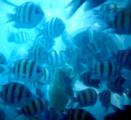 魚に取り囲まれる