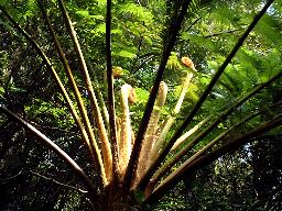 ヒカゲヘゴの新芽