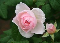 English Roses i䂪Ƃ̃CObV[Yj