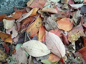  The autumn leaves of red and gold