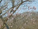 ハチロー記念館横のxx桜(?)だけ咲いていた(4/21)