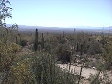アリゾナ・ソノラ砂漠博物館