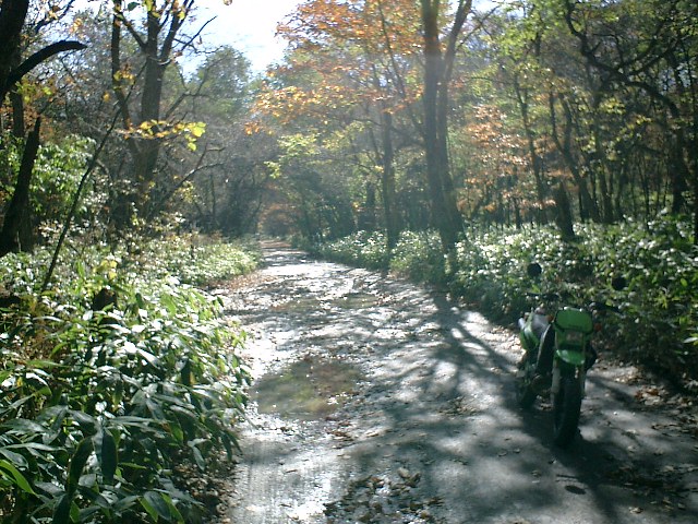 �j�r�q�Ȃ̂ŗѓ����`���C�A�`���C