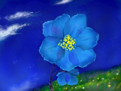 blue poppy