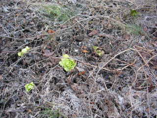 �t���[��