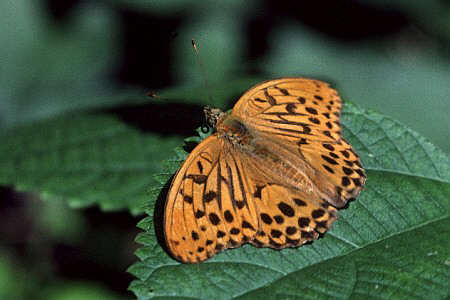 メスグロヒョウモン