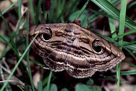 ヤガ上科_ヤガ科_シタバガ亜科_Spirama