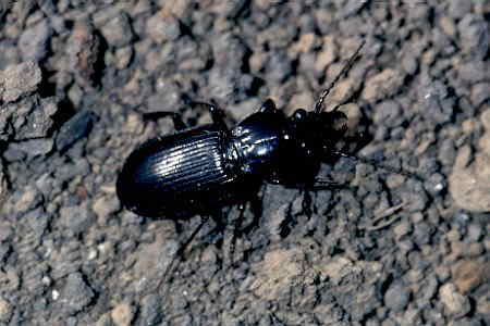 オサムシ科_ナガゴミムシ亜科_ナガゴミムシ族_Pterostichus(2)