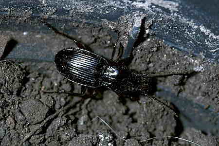 オサムシ科_ナガゴミムシ亜科_ナガゴミムシ族_Pterostichus(2)