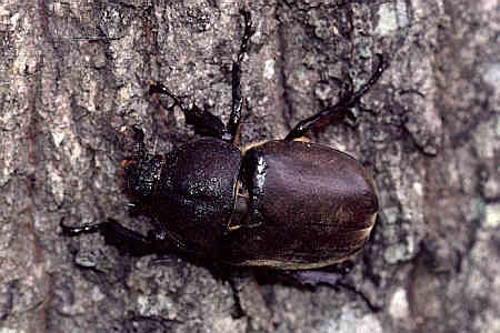 コガネムシ上科 コガネムシ科 カブトムシ亜科 カブトムシ 生態