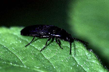 クシコメツキ | 東京23区内の虫 2 【38mm】アングラトゥスミカド