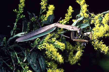 カマキリ科_カマキリ亜科_オオカマキリ_生態