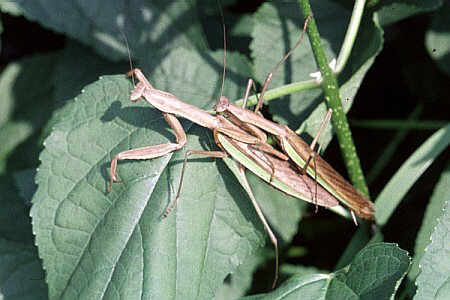 カマキリ科_カマキリ亜科_オオカマキリ_生態