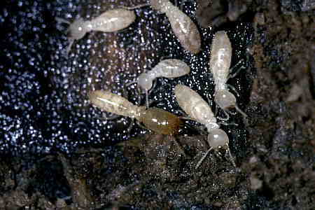 ミゾガシラシロアリ科 reticulitermes