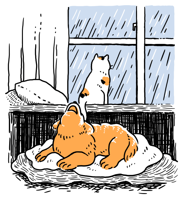 雨の日の犬と猫