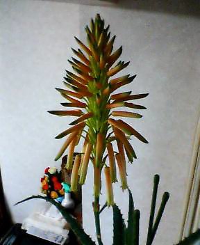 クリックで拡大