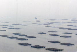 后海湾の養殖筏