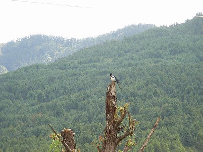 bhutan002007.jpg