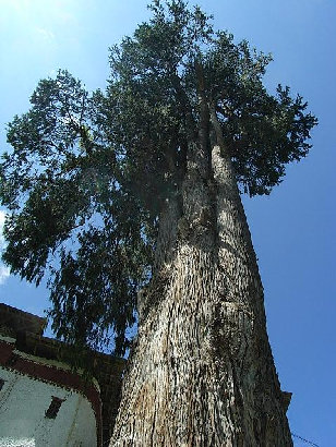 bhutan003009.jpg