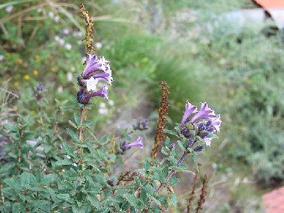 bhutan005010.jpg