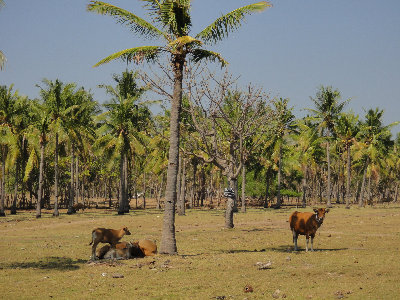 gili002014.jpg