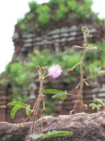 hoian001001.jpg