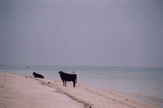 minnajima2001006.jpg