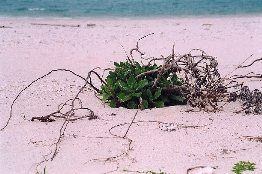 minnajima2001010.jpg