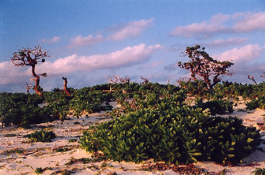 minnajima2002004.jpg