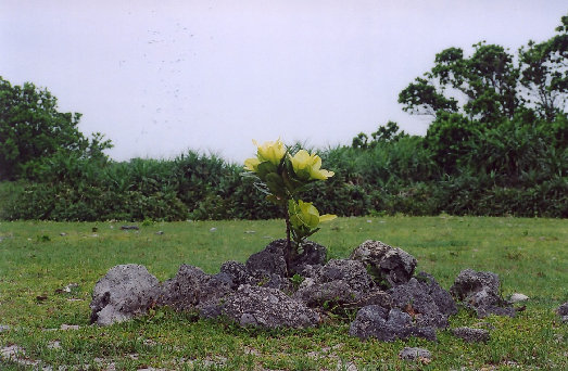 minnajima4001004.jpg