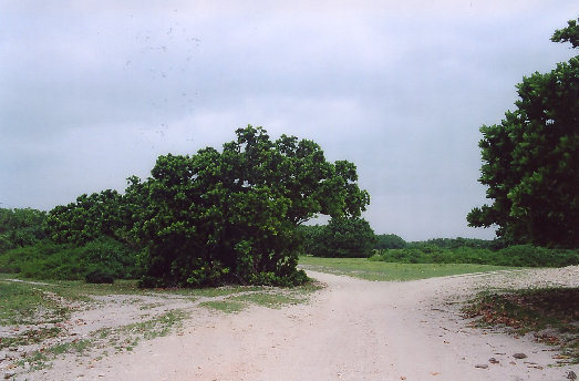 minnajima4001005.jpg