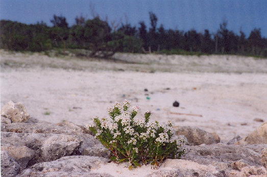 minnajima4001007.jpg