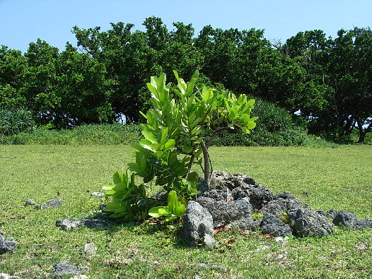 minnajima5001004.jpg