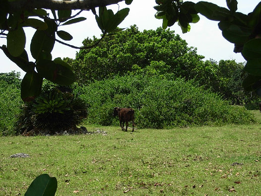 minnajima5001007.jpg