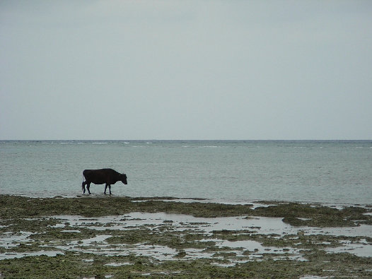 minnajima5002005.jpg