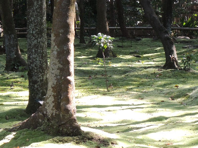 nara001005.jpg