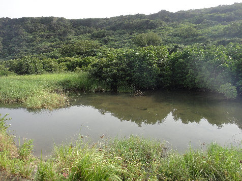 yonaguni001015.jpg