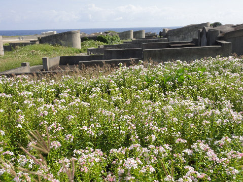 yonaguni003005.jpg