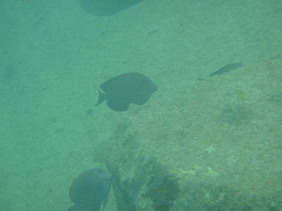 yonaguni003011.jpg