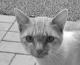Cat's