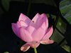 ハスの花と実13