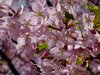 河津桜07